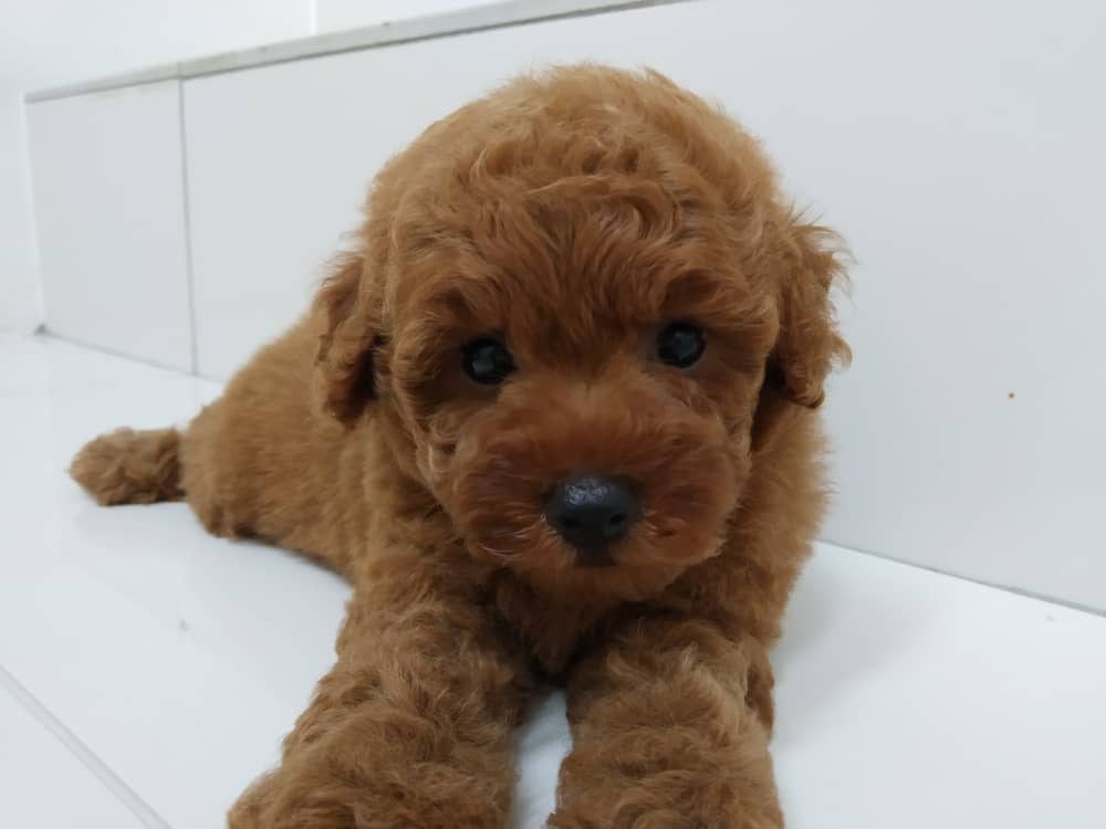 red teddy poodle