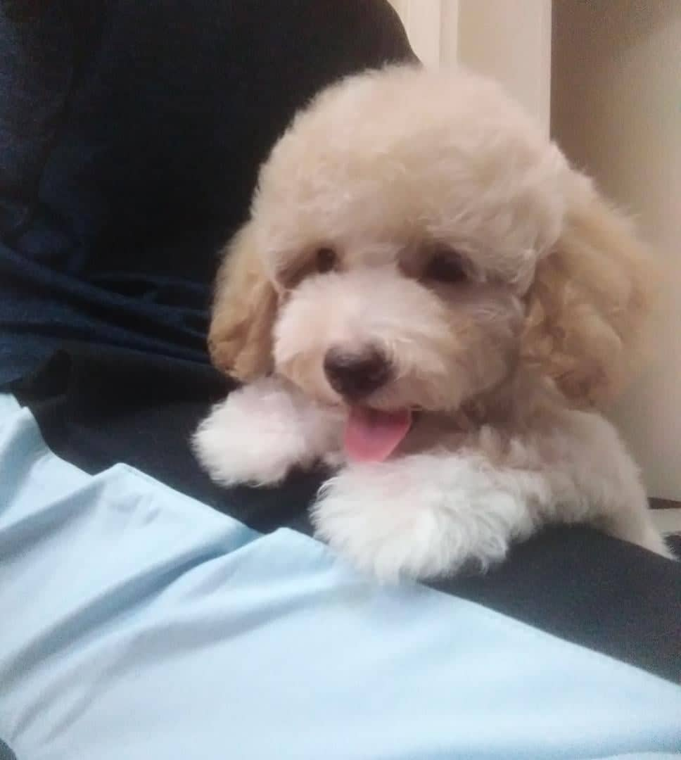 Available Puppies | PuDoRu Teddy Poodle