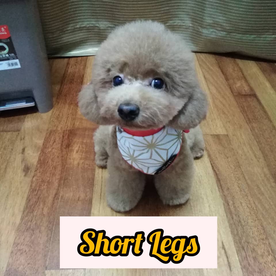 Short sales legged poodle